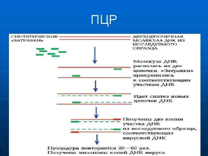 ПЦР 