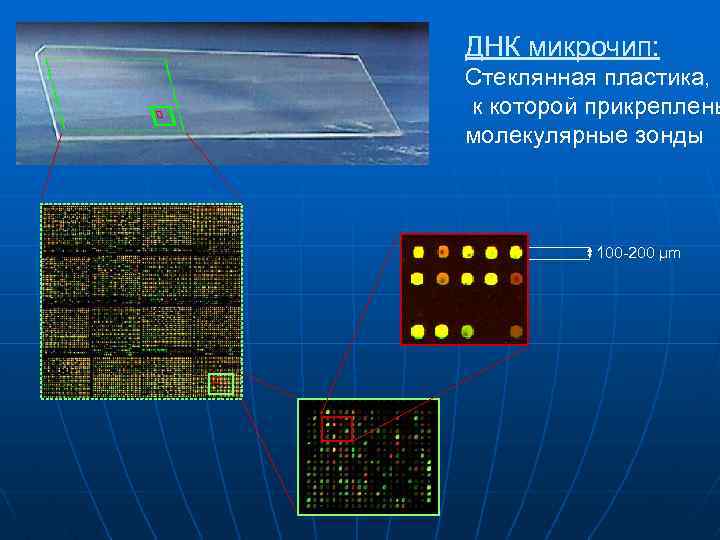 ДНК микрочип: Стеклянная пластика, к которой прикреплены молекулярные зонды 100 -200 μm 