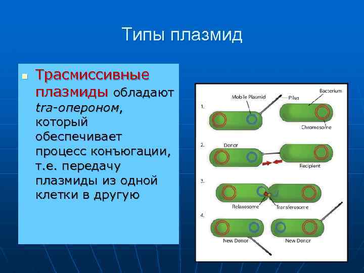 Типы плазмид n Трасмиссивные плазмиды обладают tra-опероном, который обеспечивает процесс конъюгации, т. е. передачу