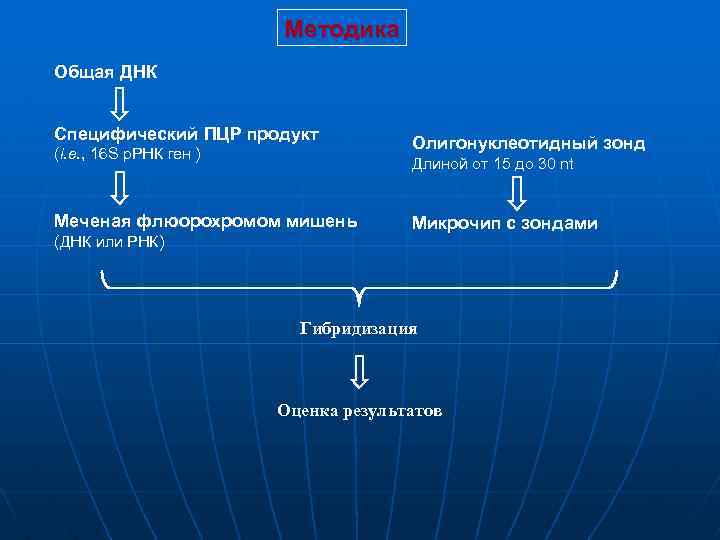 Методика Общая ДНК Специфический ПЦР продукт (i. e. , 16 S р. РНК ген