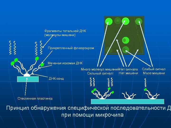 Фрагменты тотальной ДНК (молекулы-мишени) Прикрепленный флюорохром Меченая искомая ДНК Много молекул мишений. Нет сигнала