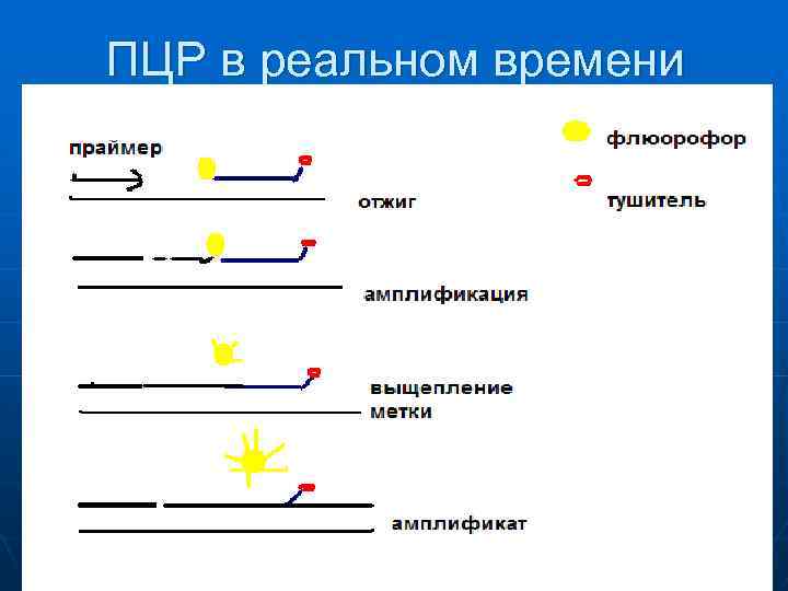 ПЦР в реальном времени 