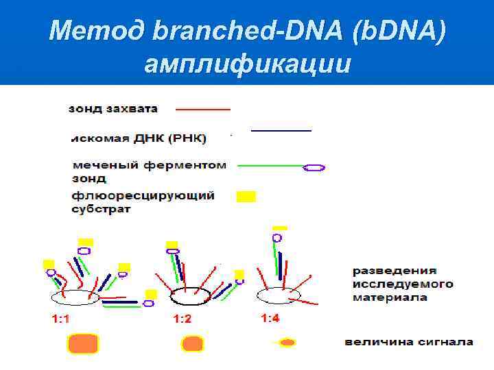 Метод branched-DNA (b. DNA) амплификации 