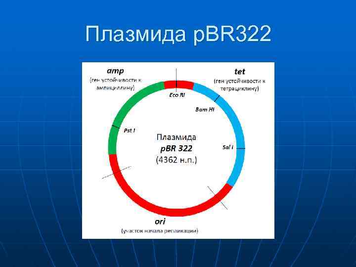 Плазмида р. BR 322 