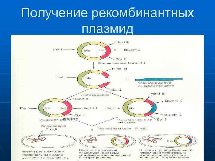 Получение рекомбинантных плазмид 