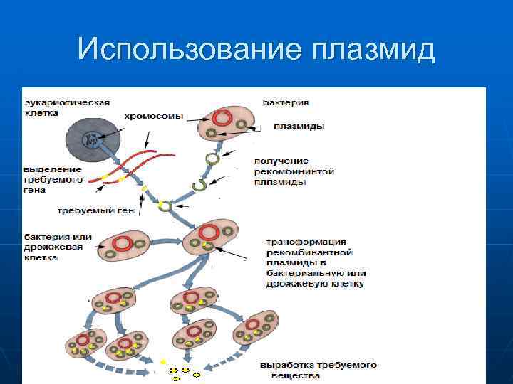 Использование плазмид 