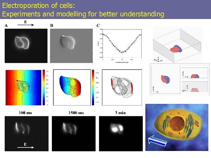 Electroporation of cells: Experiments and modelling for better understanding 