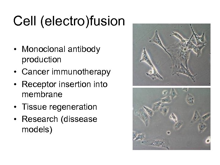 Cell (electro)fusion • Monoclonal antibody production • Cancer immunotherapy • Receptor insertion into membrane