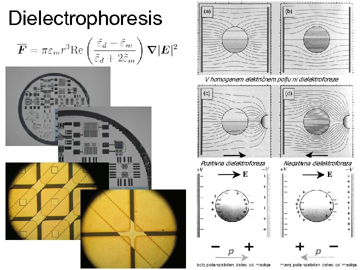 Dielectrophoresis V homogenem električnem polju ni dielektroforeze Pozitivna dielektroforeza Negativna dielektroforeza 