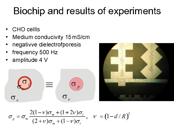 Biochip and results of experiments • • • CHO cellls Medium conducivity 15 m.
