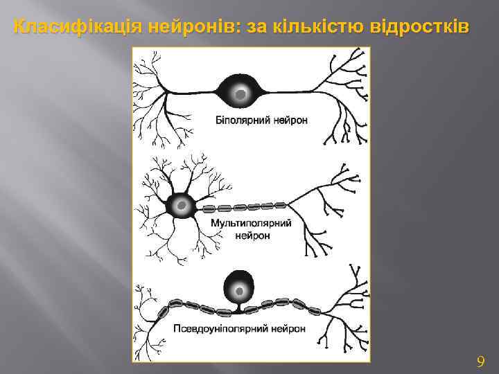 Класифікація нейронів: за кількістю відростків 9 