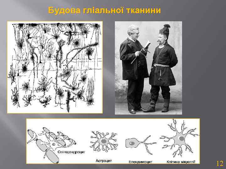 Будова гліальної тканини 12 