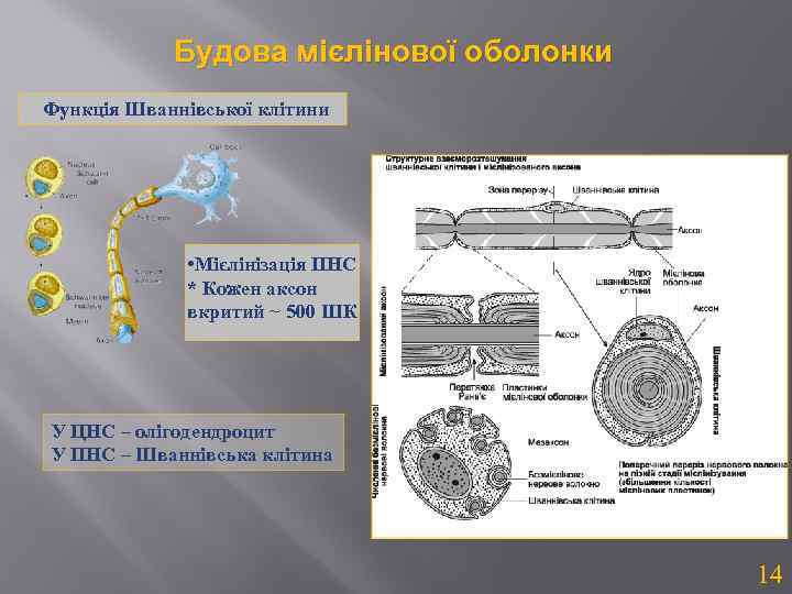 Будова мієлінової оболонки Функція Шваннівської клітини • Мієлінізація ПНС * Кожен аксон вкритий ~