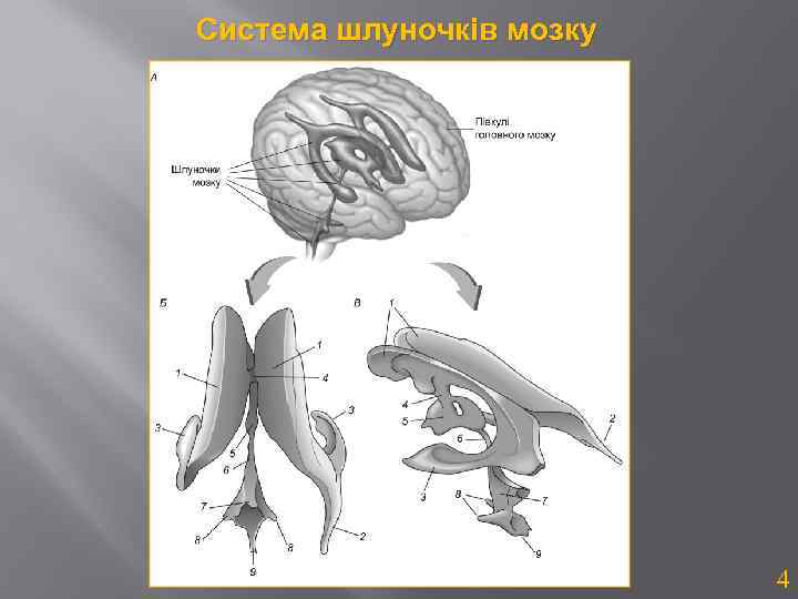 Система шлуночків мозку 4 