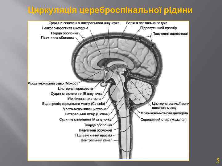 Циркуляція цереброспінальної рідини 5 