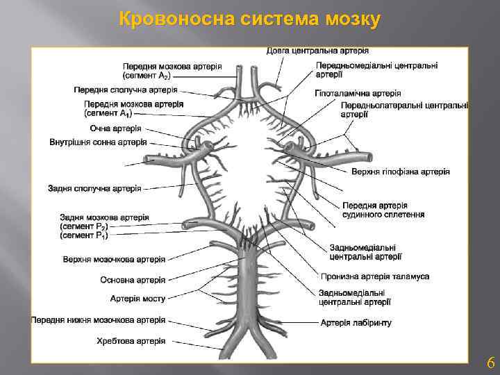 Кровоносна система мозку 6 
