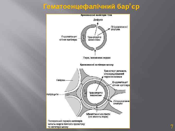 Гематоенцефалічний бар’ єр 7 