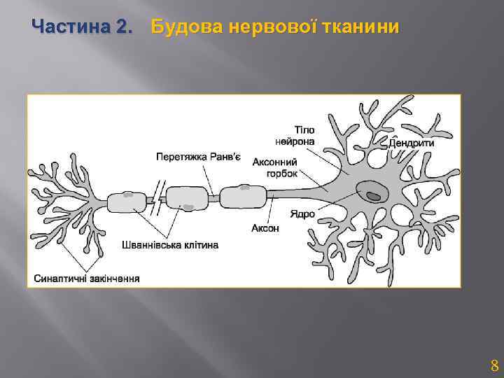 Частина 2. Будова нервової тканини 8 