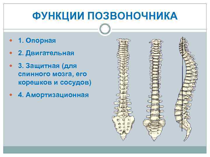 ФУНКЦИИ ПОЗВОНОЧНИКА 1. Опорная 2. Двигательная 3. Защитная (для спинного мозга, его корешков и