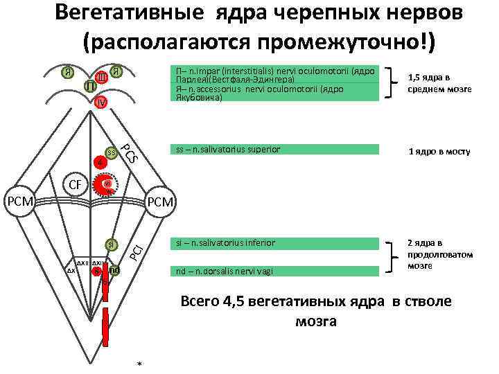 Ромбовидная ямка схема