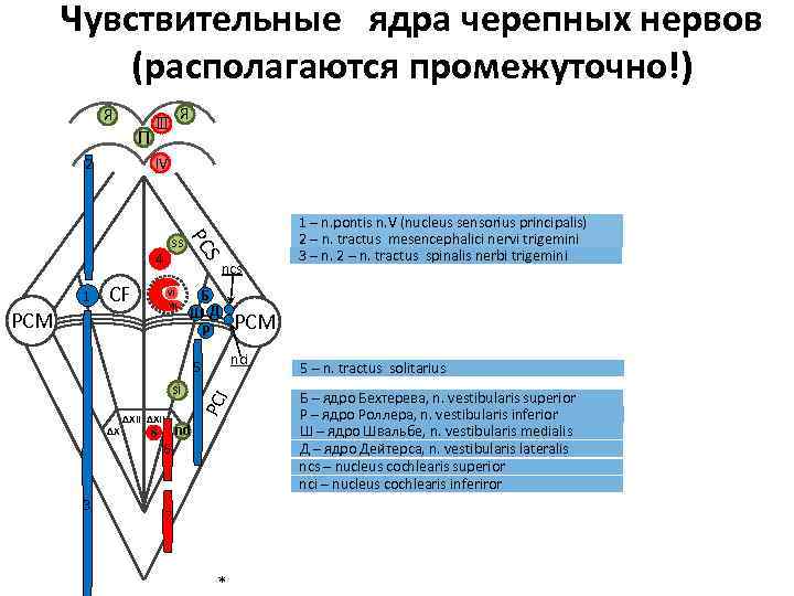 Ромбовидная ямка схема