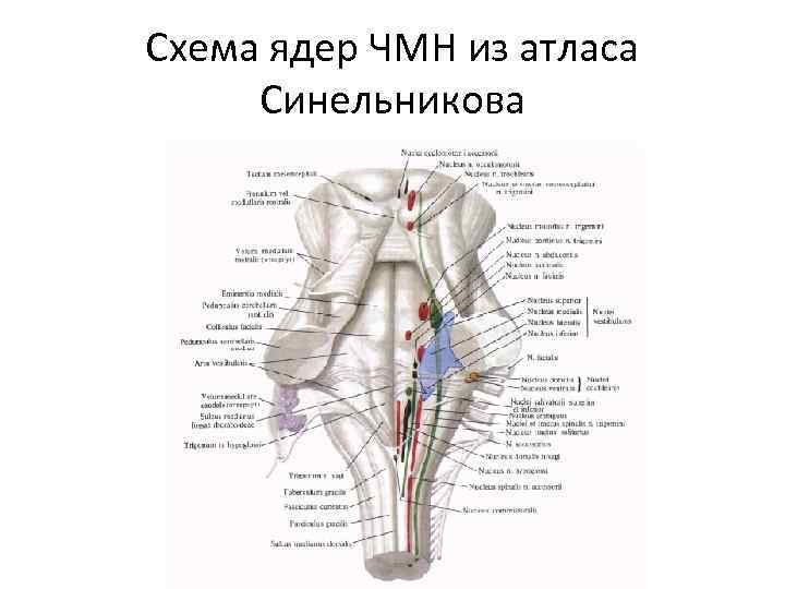 Ядра черепных нервов расположены. Схема расположения ядер ЧМН. Ядра черепно мозговых нервов схема. Ромбовидная ямка ядра черепных нервов схема. Схема ядер ЧМН из атласа Синельникова.