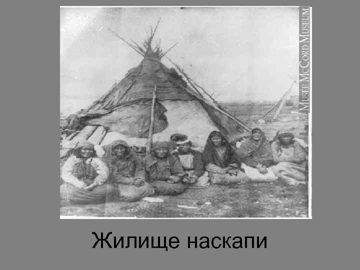 Жилище наскапи 