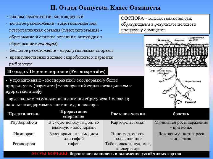 II. Отдел Oomycota. Класс Оомицеты - таллом неклеточный, многоядерный - половое размножение - гомоталличная