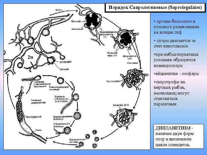 Порядок Сапролегниевые (Saprolegniales) • органы бесполого и полового размножения на концах гиф • споры