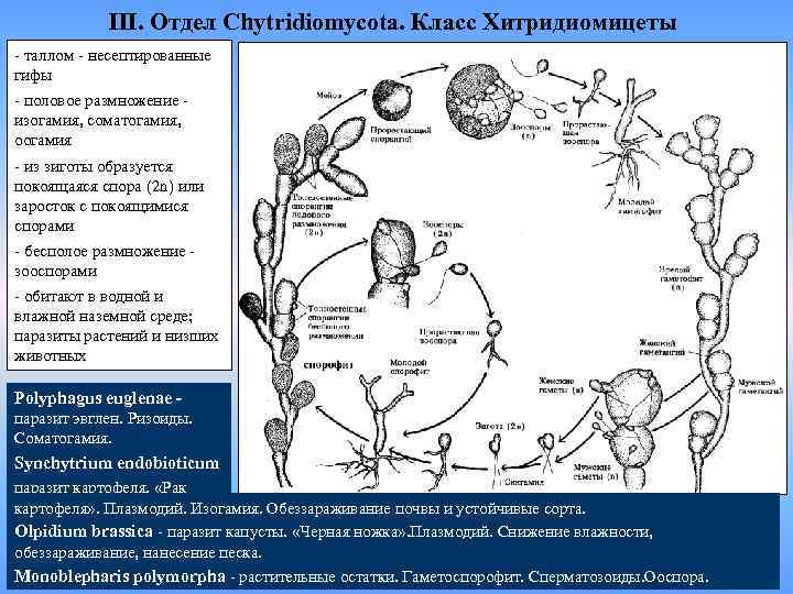 III. Отдел Chytridiomycota. Класс Хитридиомицеты - таллом - несептированные гифы - половое размножение изогамия,