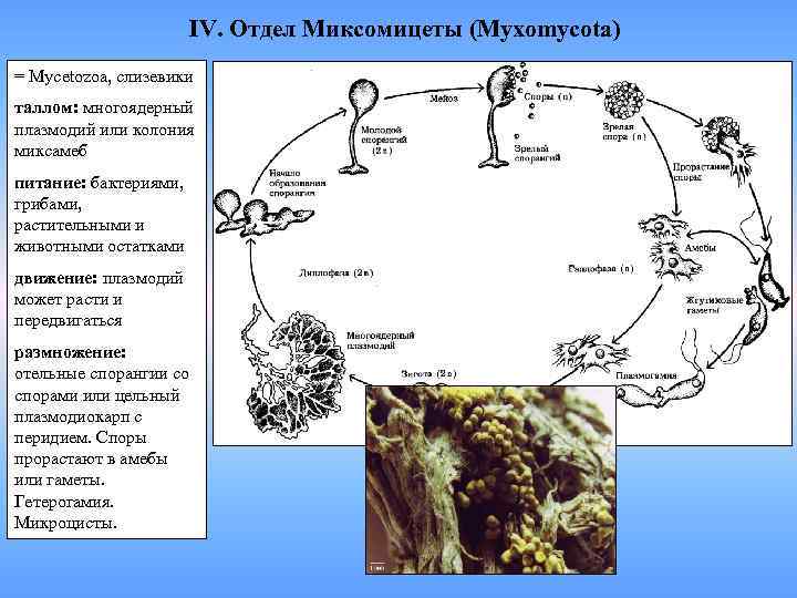 IV. Отдел Миксомицеты (Myxomycota) = Mycetozoa, слизевики таллом: многоядерный плазмодий или колония миксамеб питание: