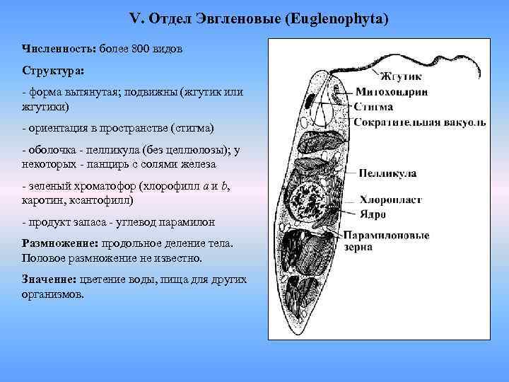 V. Отдел Эвгленовые (Euglenophyta) Численность: более 800 видов Структура: - форма вытянутая; подвижны (жгутик