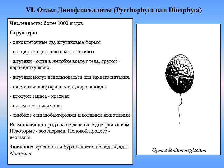 VI. Отдел Динофлагелляты (Pyrrhophyta или Dinophyta) Численность: более 1000 видов Структура: - одноклеточные двужгутиковые