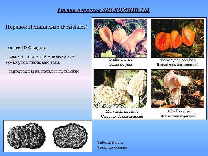Группа порядков ДИСКОМИЦЕТЫ Порядок Пецициевые (Peziziales) - более 1000 видов - аскома - апотеций