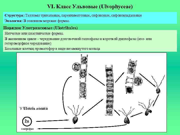 VI. Класс Ульвовые (Ulvophyceae) Структура: Талломы трихальные, паренхиматозные, сифоновые, сифонокладальные Экология: В основном морские