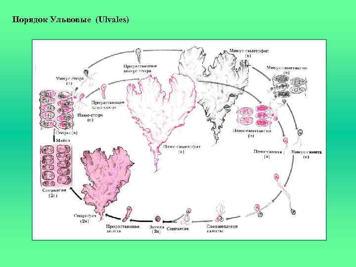 Порядок Ульвовые (Ulvales) 
