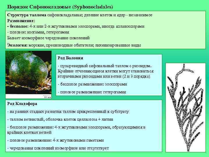 Порядок Сифонокладовые (Syphonocladales) Структура таллома сифонокладальная; деление клеток и ядер - независимое Размножение: -