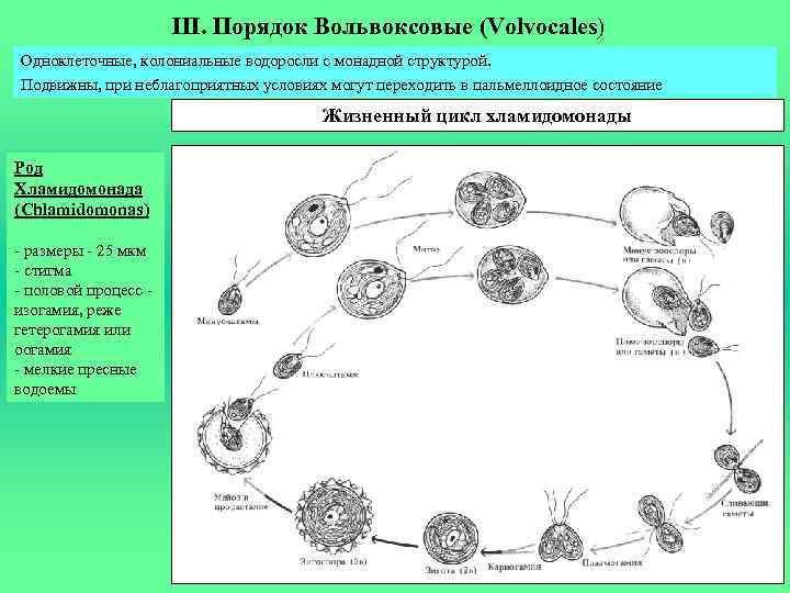 III. Порядок Вольвоксовые (Volvocales) Одноклеточные, колониальные водоросли с монадной структурой. Подвижны, при неблагоприятных условиях