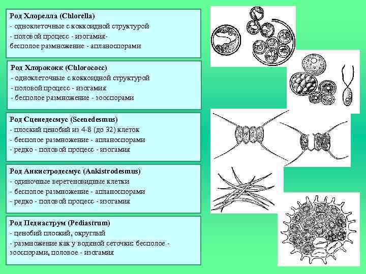 Род Хлорелла (Chlorella) - одноклеточные с коккоидной структурой - половой процесс - изогамиябесполое размножение