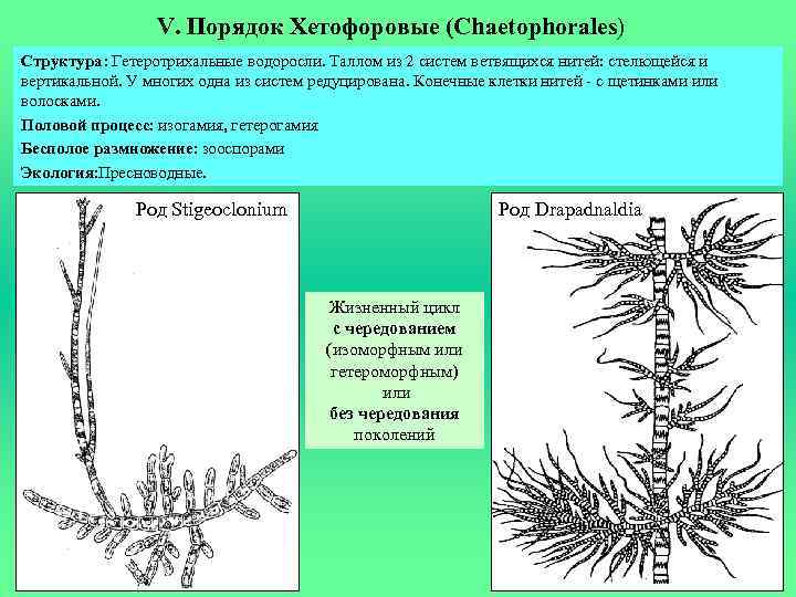 V. Порядок Хетофоровые (Chaetophorales) Структура: Гетеротрихальные водоросли. Таллом из 2 систем ветвящихся нитей: стелющейся