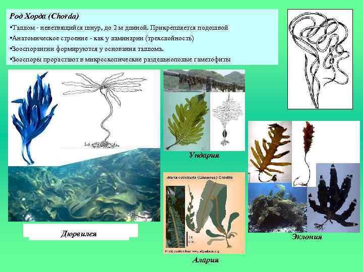 Род Хорда (Chorda) • Таллом - неветвящийся шнур, до 2 м длиной. Прикрепляется подошвой