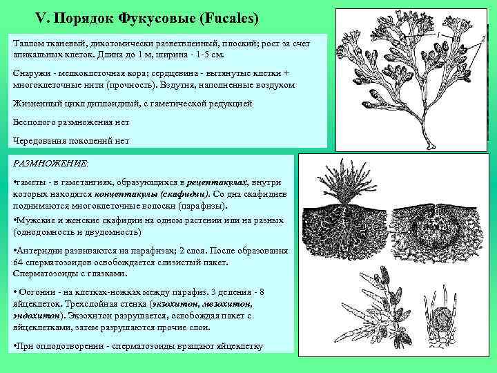 V. Порядок Фукусовые (Fucales) Таллом тканевый, дихотомически разветвленный, плоский; рост за счет апикальных клеток.