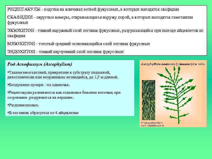 РЕЦЕПТАКУЛЫ - вздутия на кончиках ветвей фукусовых, в которых находятся скафидии СКАФИДИИ - округлые