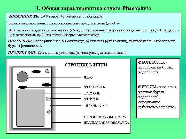 I. Общая характеристика отдела Phaeophyta ЧИСЛЕННОСТЬ: 1500 видов, 40 семейств, 11 порядков Только многоклеточные