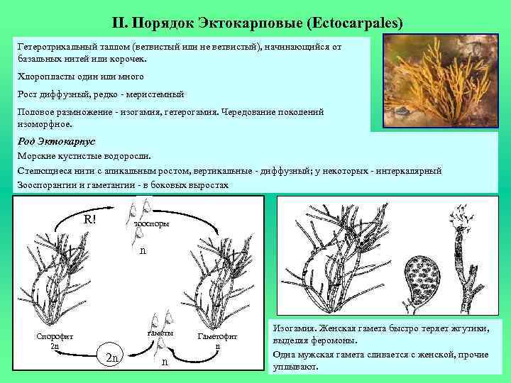 Таллом примеры. Бурые водоросли эктокарпус. Эктокарпус таллом. Эктокарпус цикл развития. Эктокарпус строение таллома.