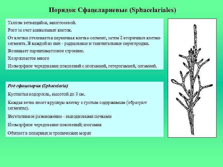 Порядок Сфацелариевые (Sphacelariales) Таллом ветвящийся, многоосевой. Рост за счет апикальных клеток. От клетки отчленяется