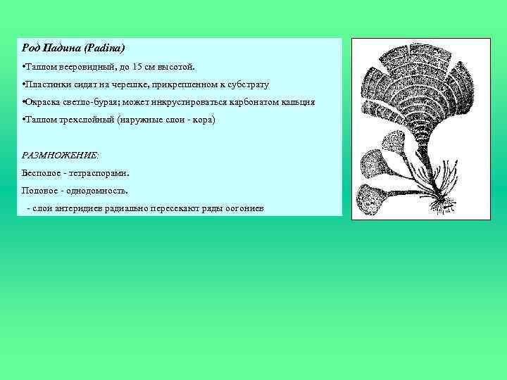 Род Падина (Padina) • Таллом вееровидный, до 15 см высотой. • Пластинки сидят на