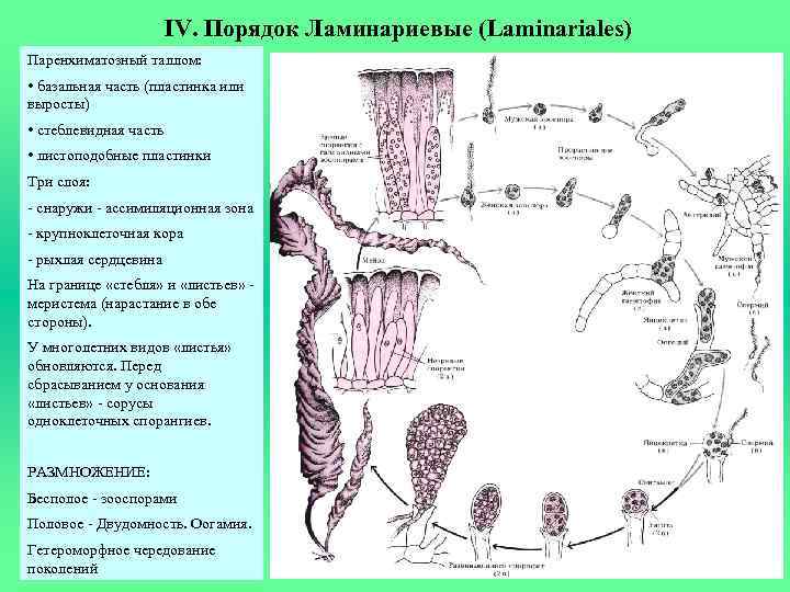 IV. Порядок Ламинариевые (Laminariales) Паренхиматозный таллом: • базальная часть (пластинка или выросты) • стеблевидная