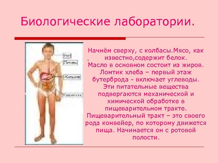 Биологические лаборатории. Начнём сверху, с колбасы. Мясо, как известно, содержит белок. . Масло в