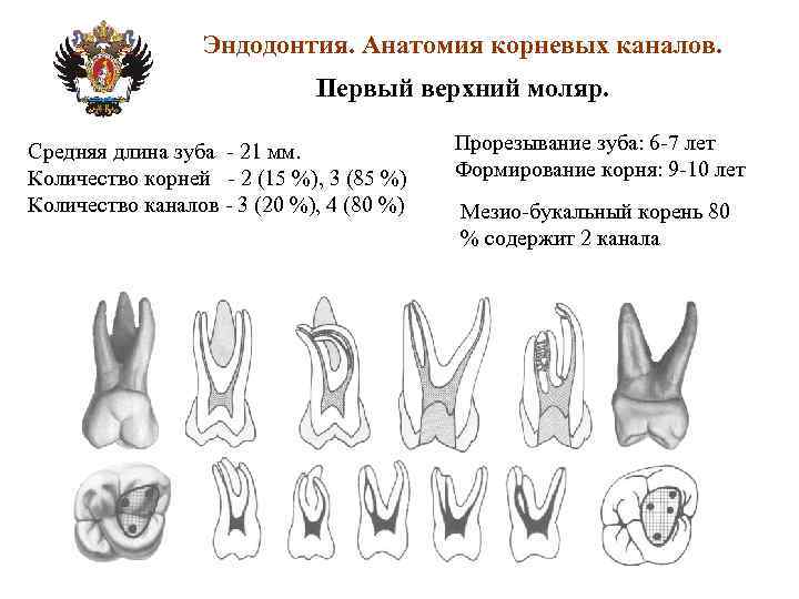 Моляры верхней челюсти фото